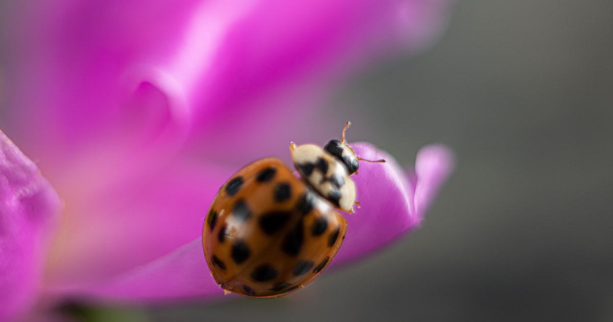 Beneficial Insects: The Good Guys You Want in Your Garden