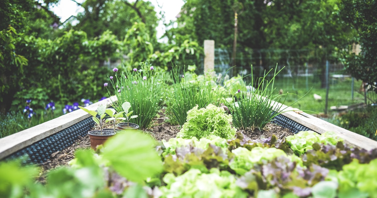 Raised Beds: Building Your First Growing Space