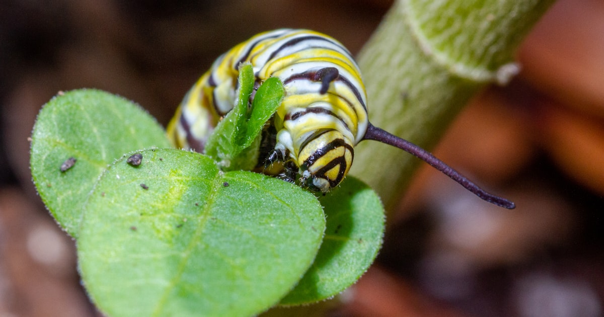 Pest Patrol: Identifying Common Australian Garden Pests