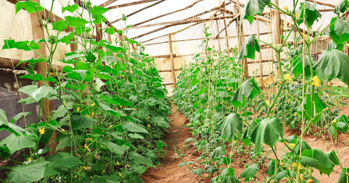 Companion Planting Basics: Friends and Foes in the Garden