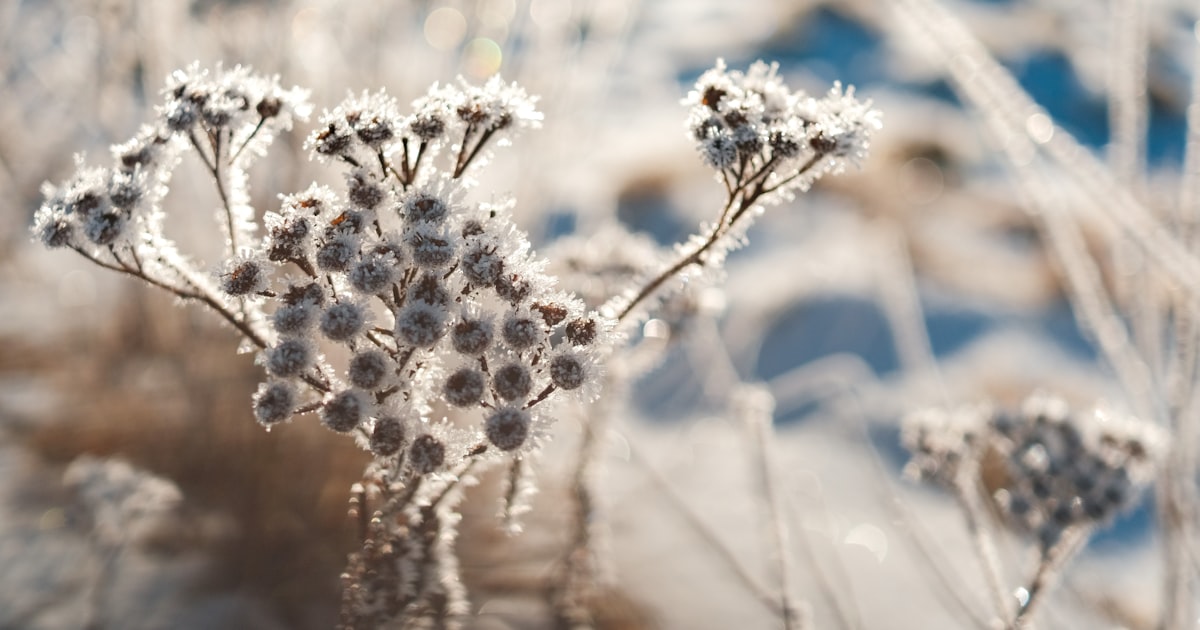 Cool Climate Gardening: Making It Work Down South