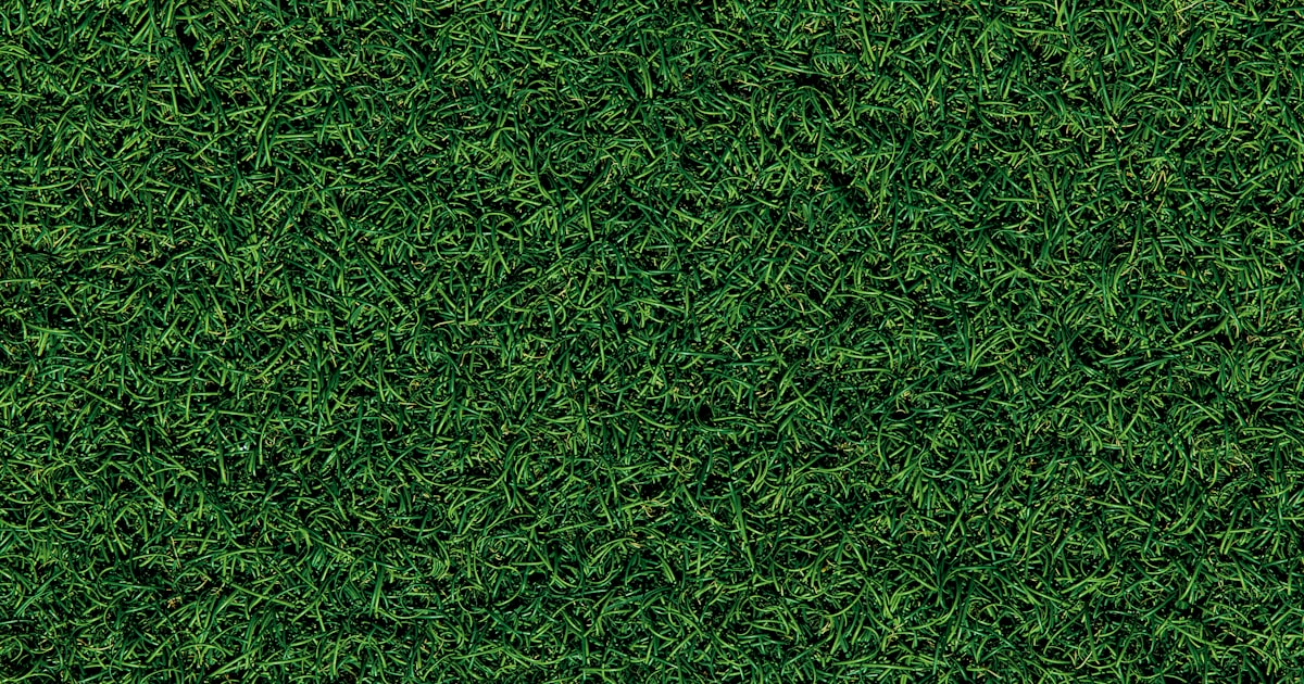 Cover Crops and Green Manures: Feeding Soil Between Seasons