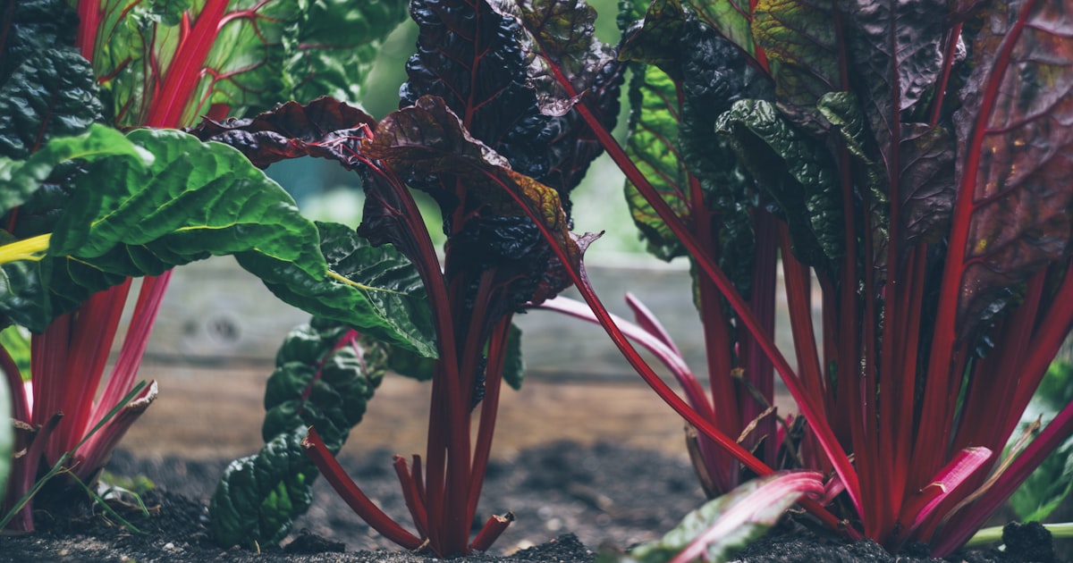 Crop Rotation Made Simple: Keep Your Soil Happy