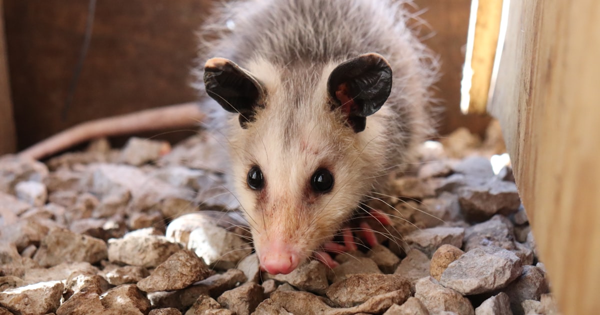 Dealing with Possums: Protecting Your Patch