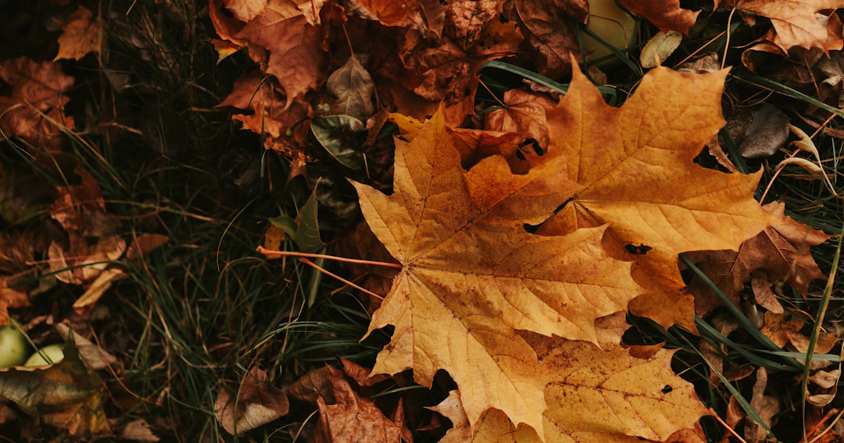 Dealing with Fungal Diseases in Humid Climates