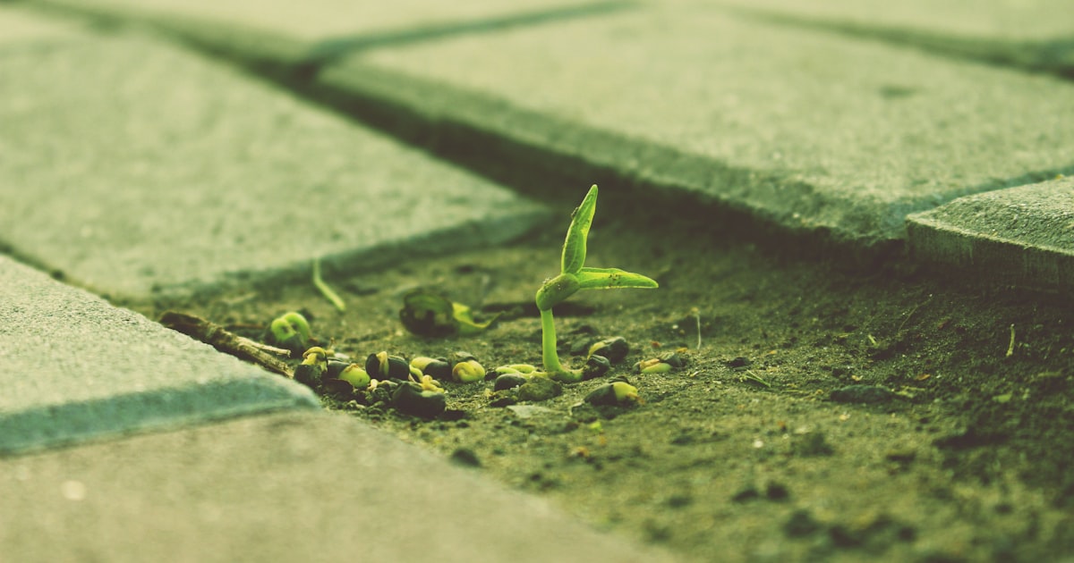 Grafting Tomatoes for Disease Resistance