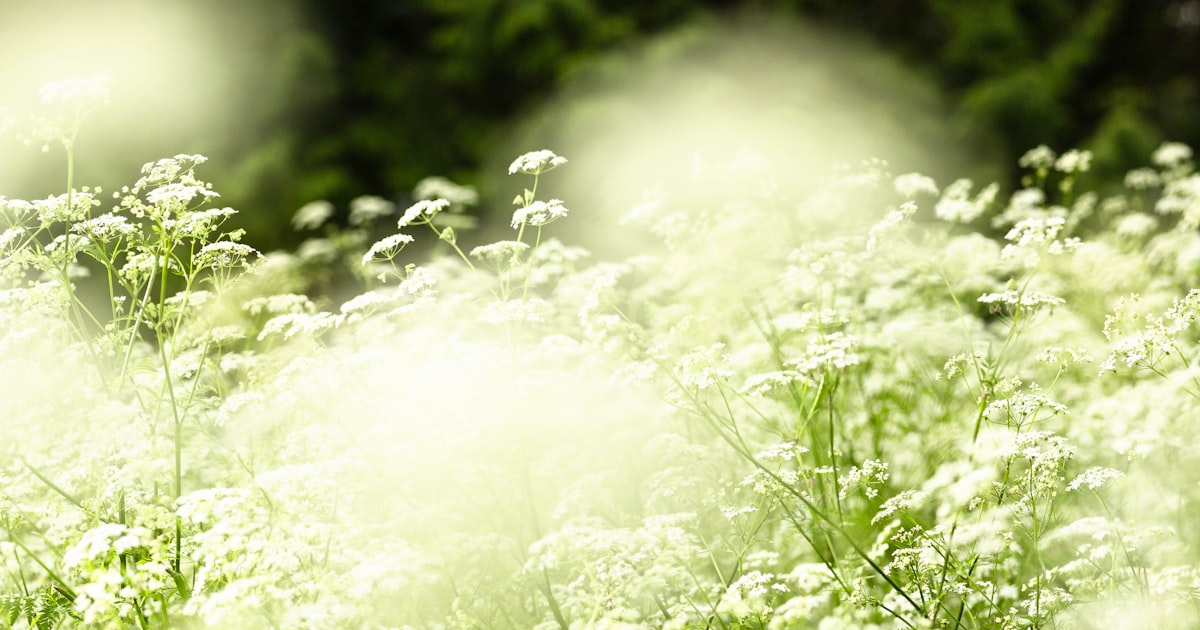 Alyssum: The Ground Cover That Brings All the Beneficials