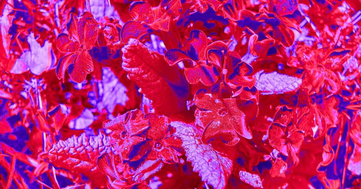 Amaranth: Ancient Grain, Modern Garden