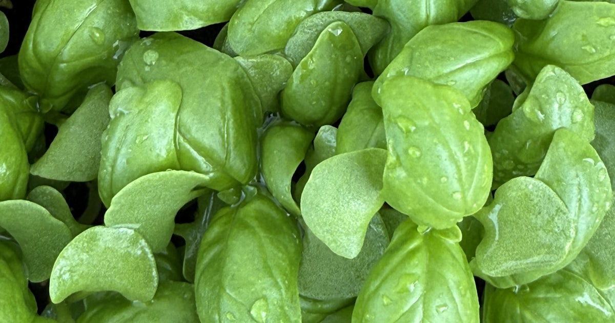 Basil Basics: The Herb That Does It All