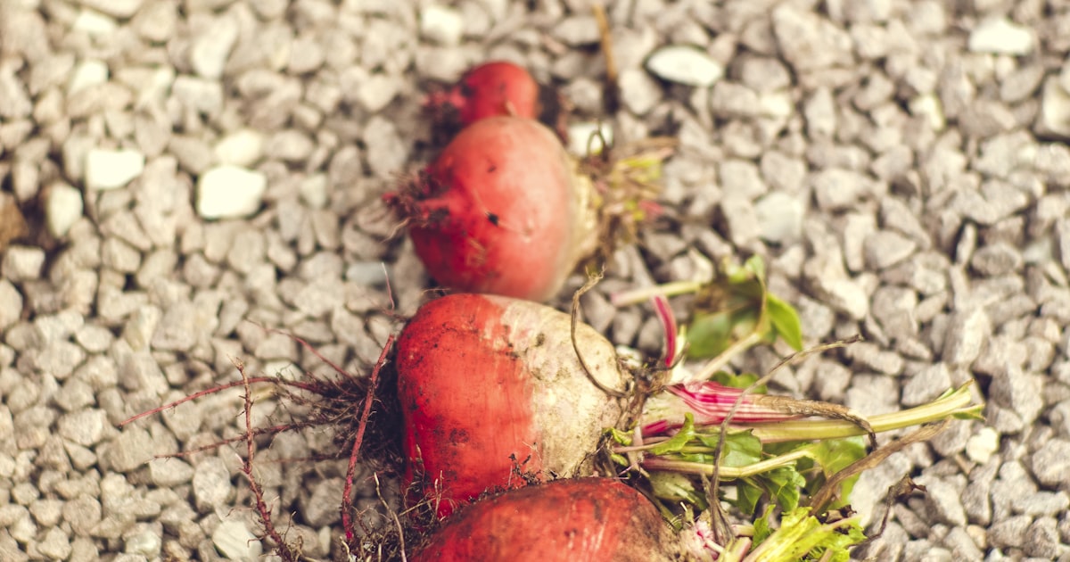 Beetroot: From Seed to Roasted Perfection