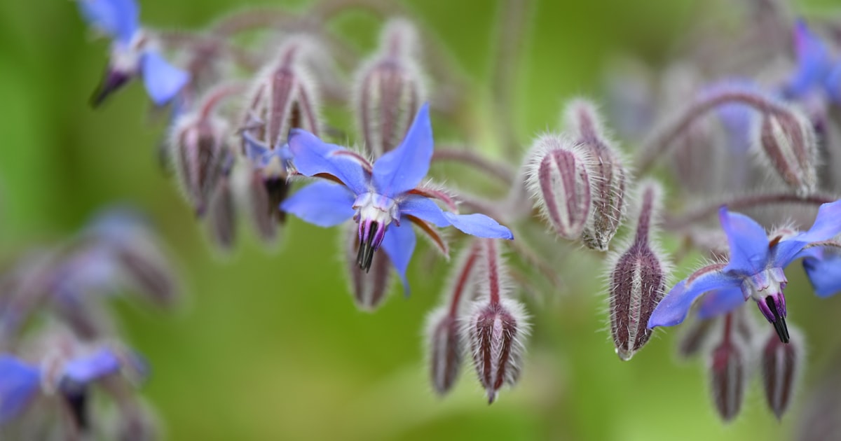 Borage: The Star Flowered Pollinator Magnet