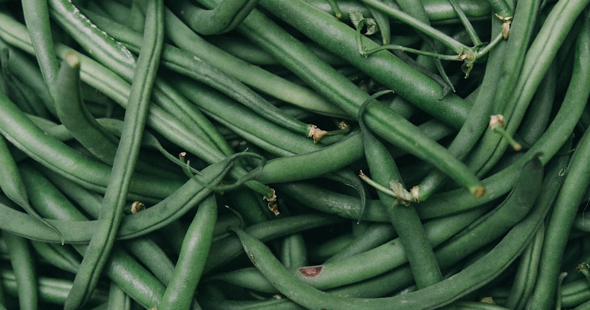 Broad Beans: A Winter Garden Workhorse