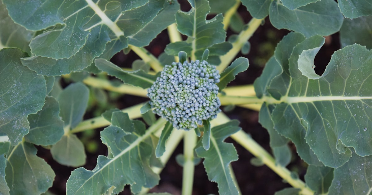 Broccoli: Growing Your Own Superfood
