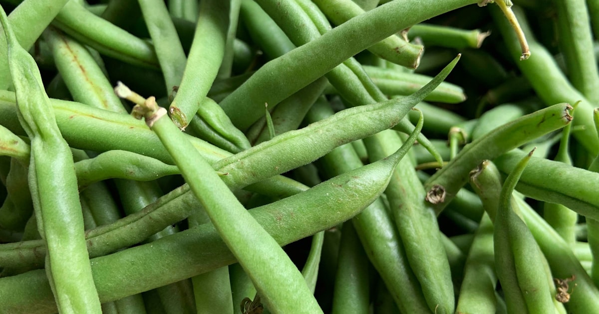 Bush Beans: Snap, Grow, Eat, Repeat
