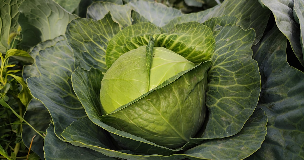 Cabbage: The Humble Brassica with Big Flavour