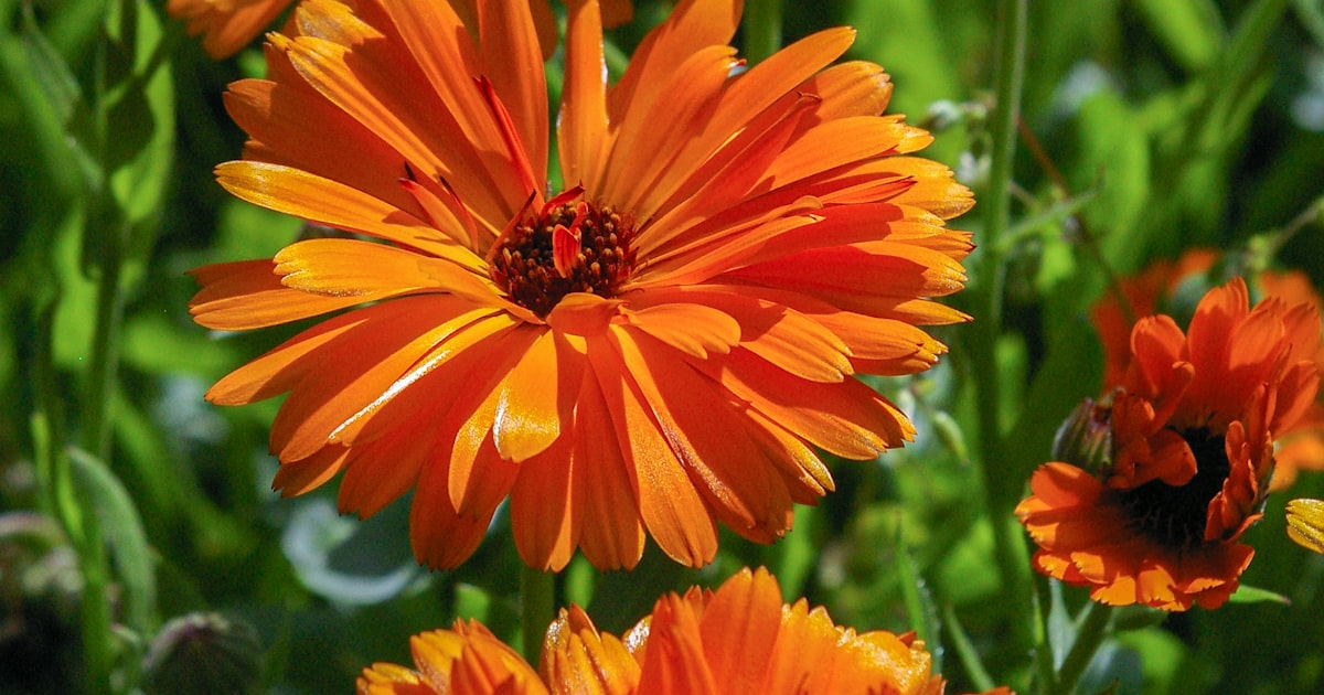 Calendula: Edible, Medicinal, and Beautiful