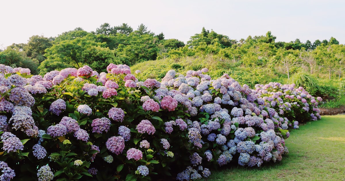 Chives: Snip, Sprinkle, Smile