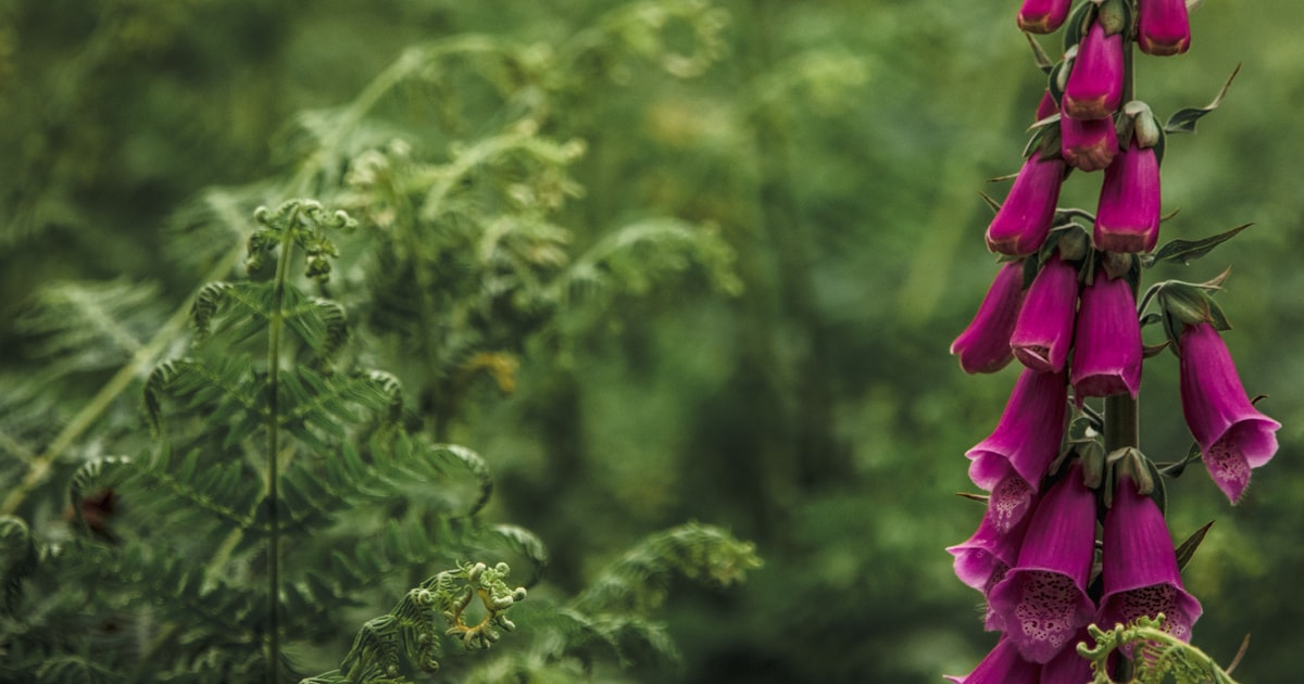 Comfrey: The Ultimate Companion Plant