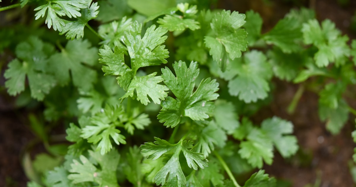 Coriander: Love It or Hate It, Here's How to Grow It