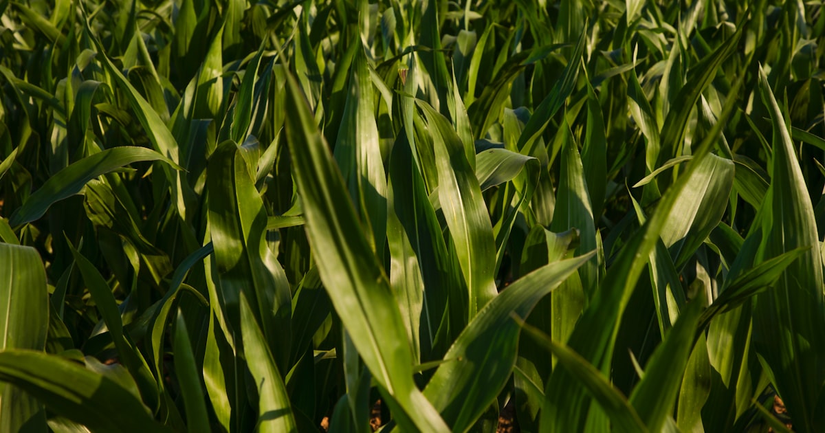 Corn: Golden Cobs from Your Own Patch