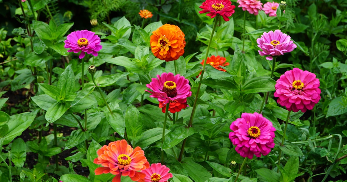 Cosmos and Zinnia: Growing a Cut Flower Patch