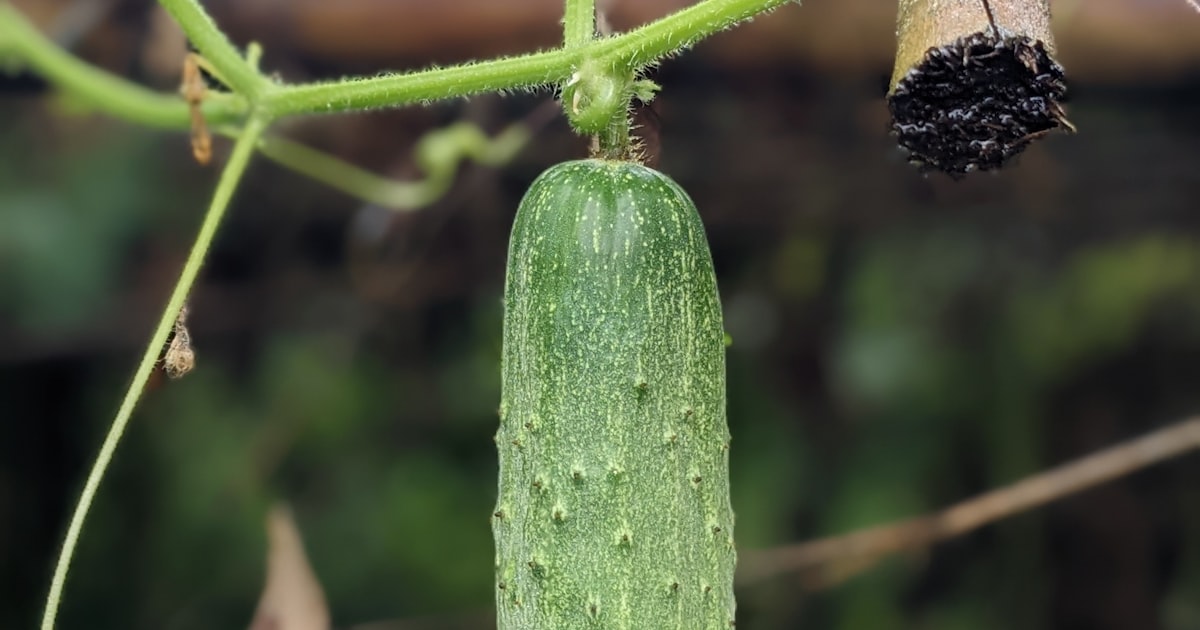 Cucumber: Cool, Crisp, and Climbing