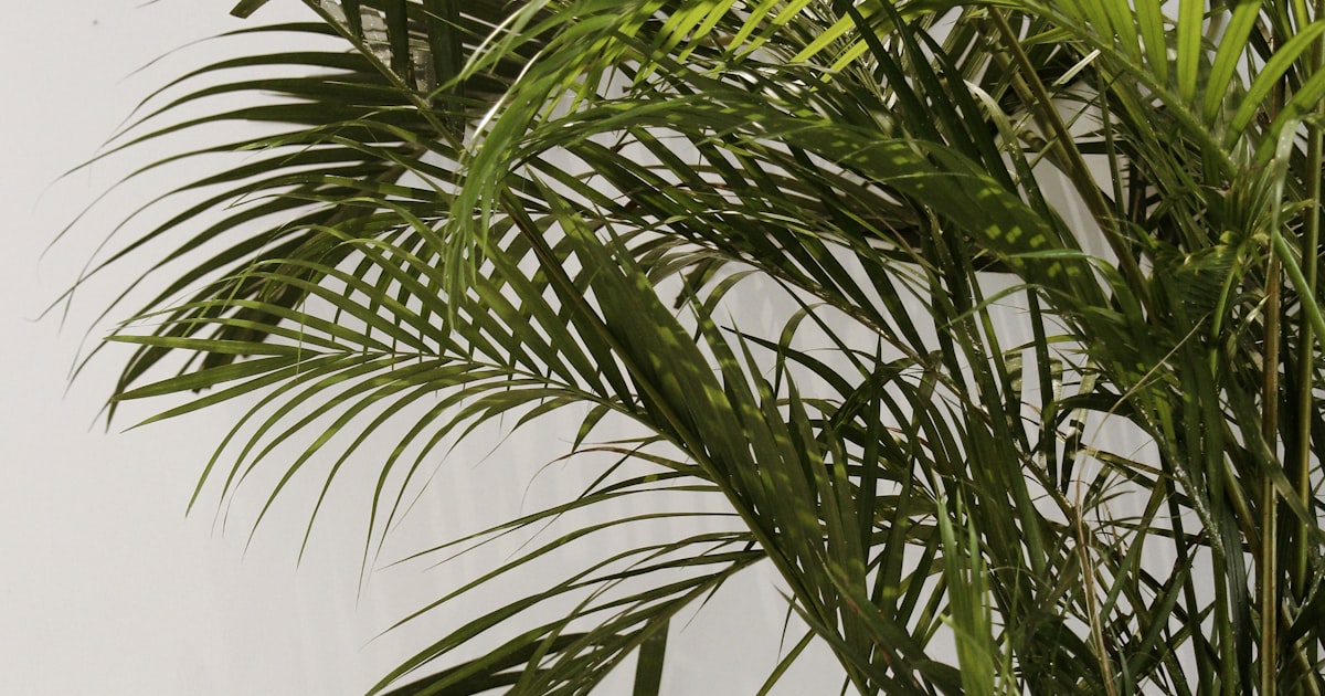 Dill: Feathery, Fragrant, and Fantastic