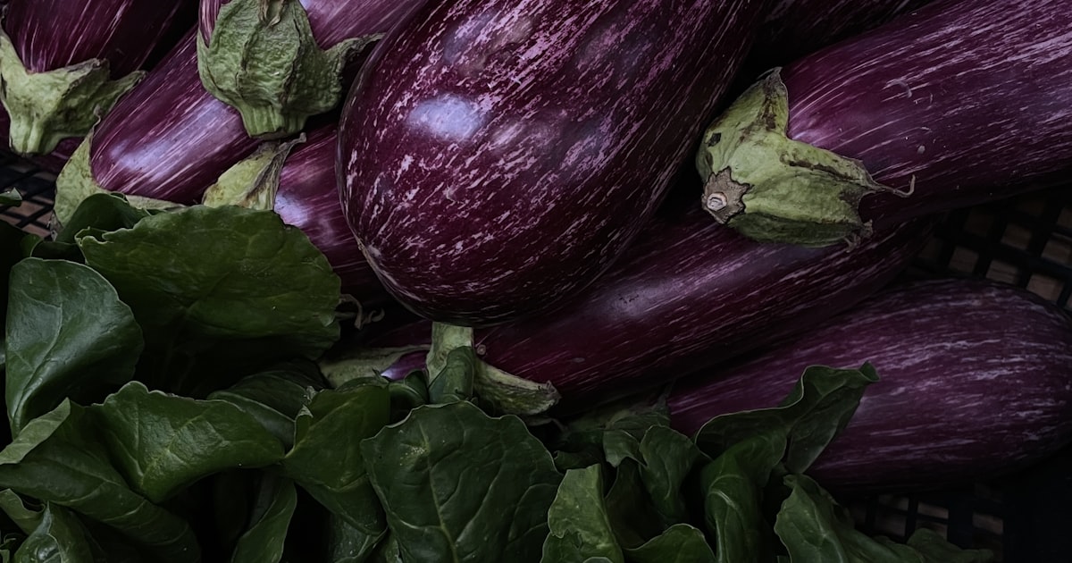 Eggplant: The Glossy Beauty of Summer Gardens