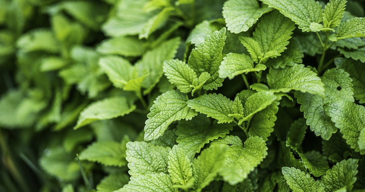 Lemon Balm: Soothing, Spreading, and Seriously Useful