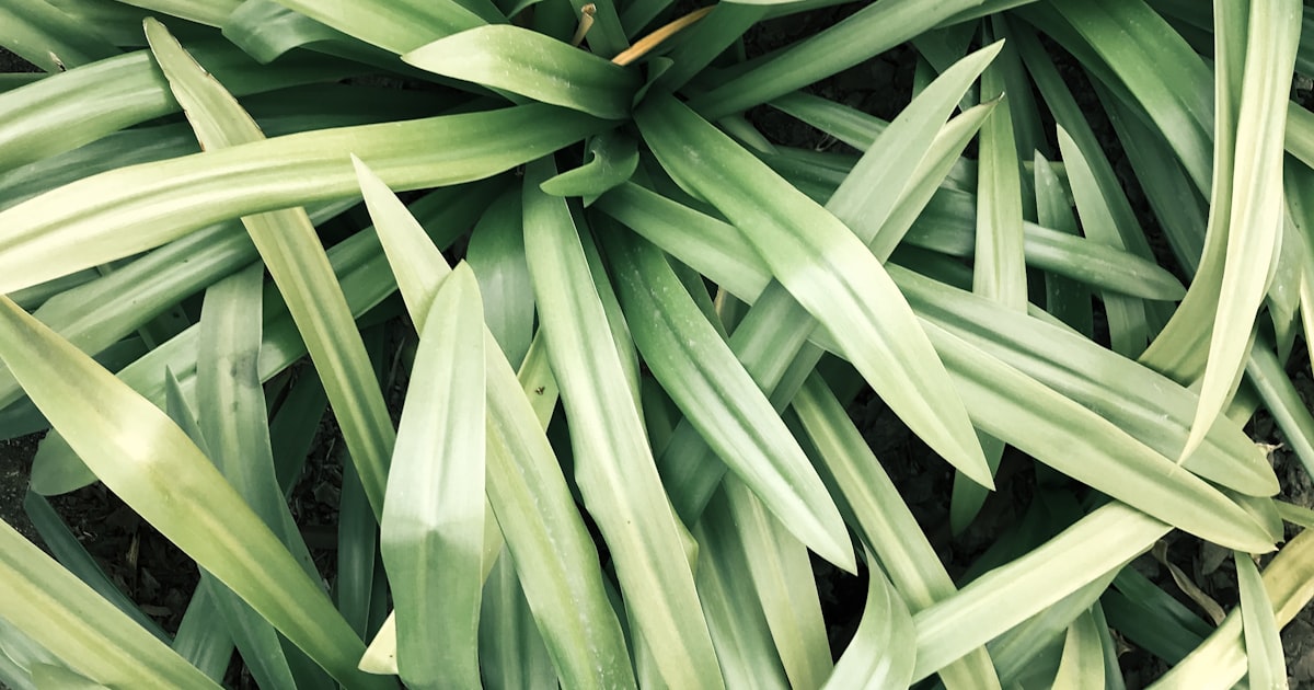 Lemongrass: Tropical Flavour, Tough as Nails