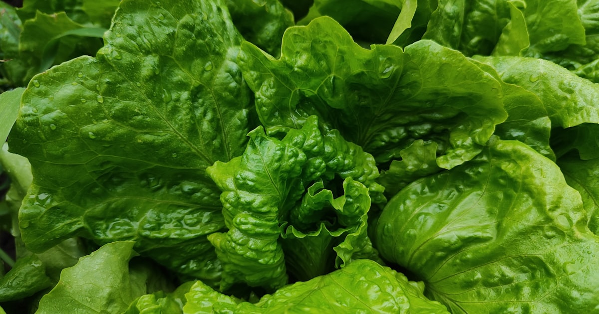Lettuce Get Growing: Your First Leafy Greens