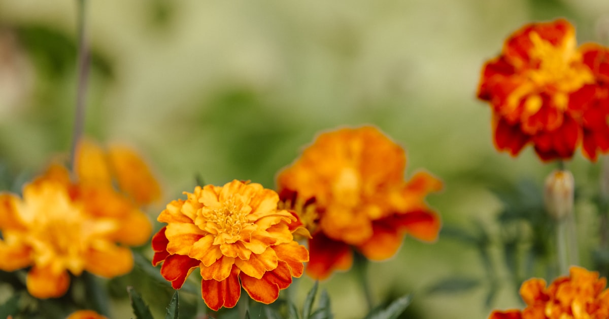 Marigold: More Than Just a Pretty Face