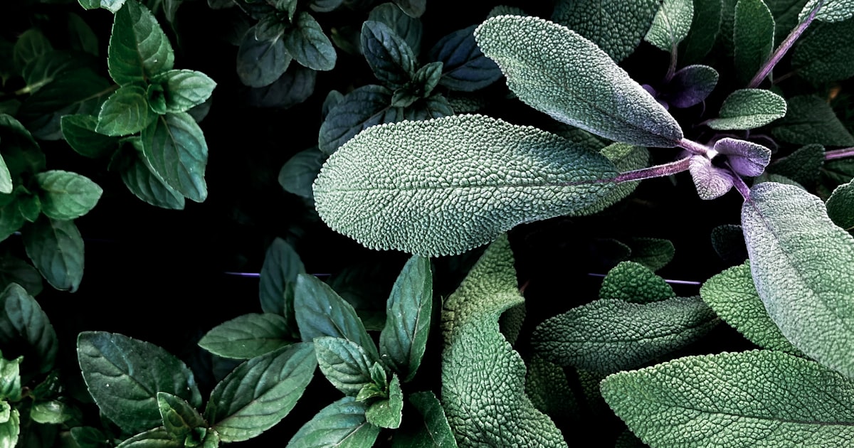 Marjoram: Oregano's Gentler Cousin