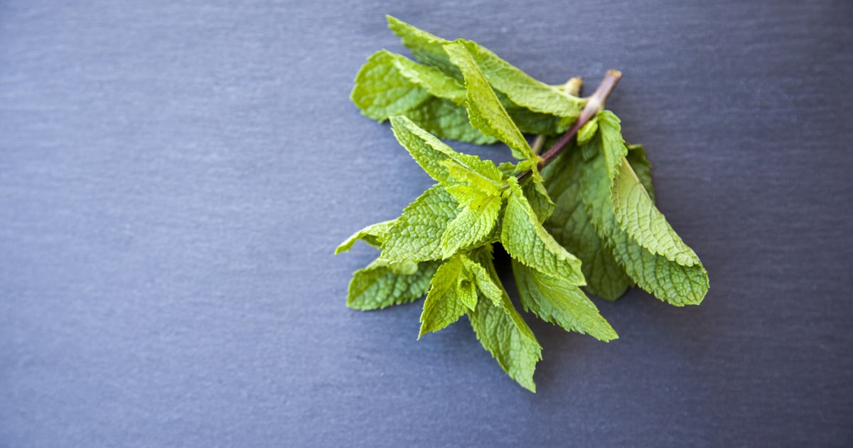 Mint: The Plant That Practically Grows Itself