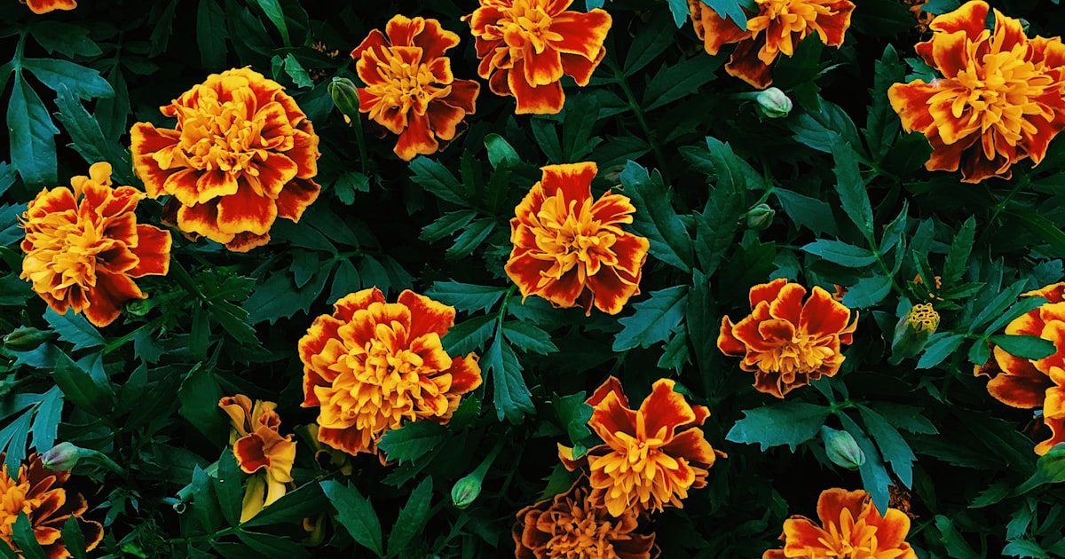 Nasturtium: Edible Flowers and Living Pest Traps