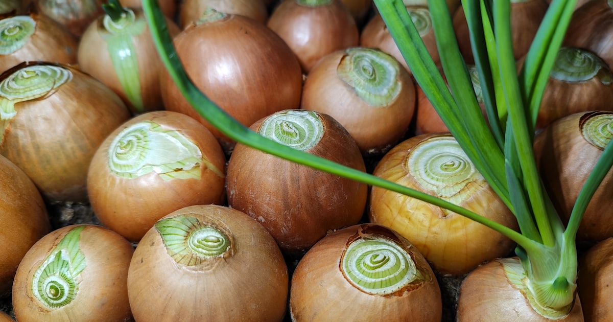 Onion: Layers of Flavour from Seed to Plate