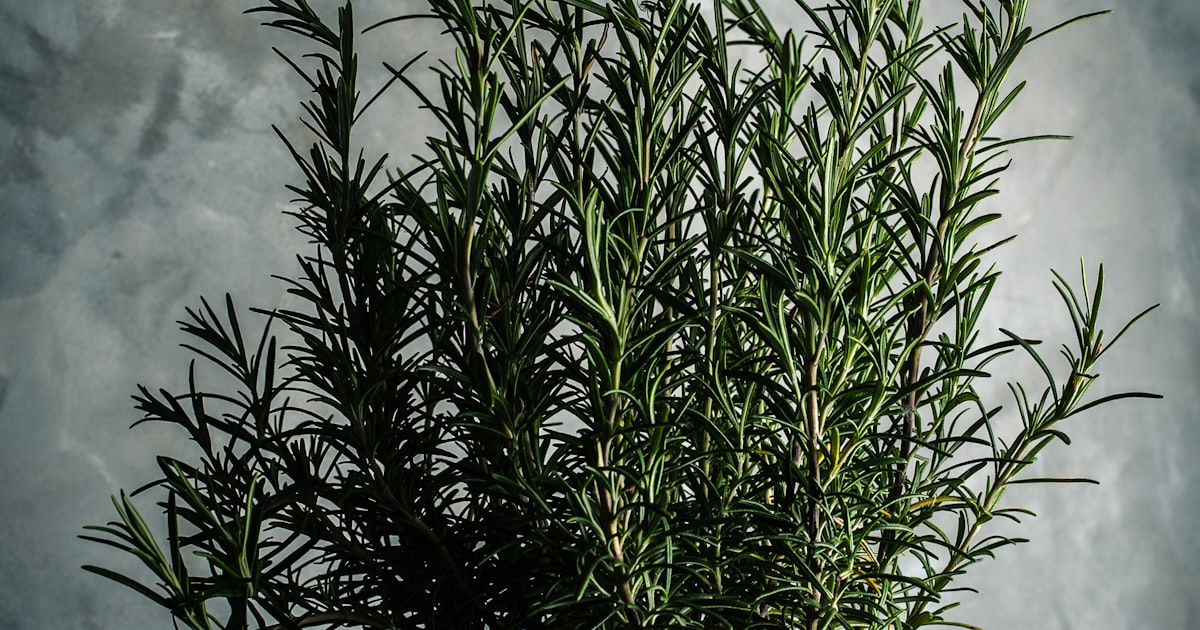 Oregano: A Little Goes a Long Way