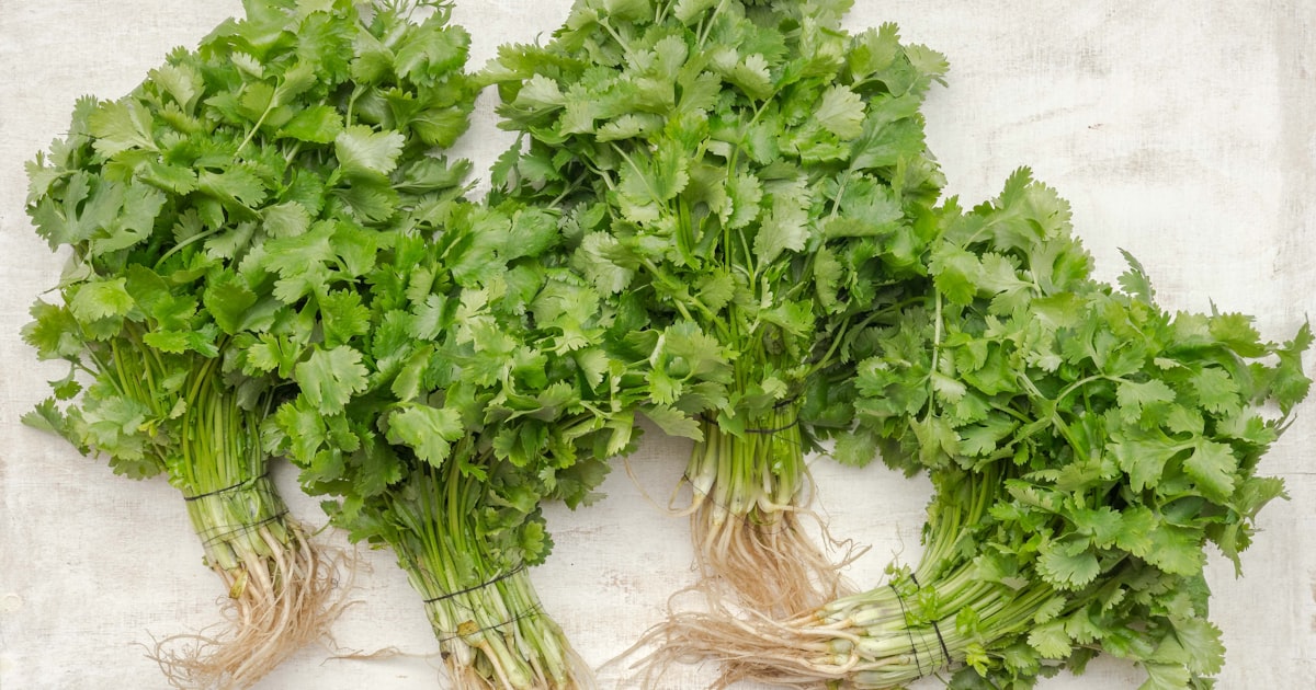 Parsley: The Unsung Hero of the Herb Garden