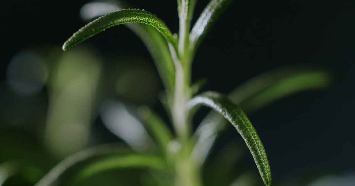 Rosemary: Mediterranean Tough in the Aussie Sun