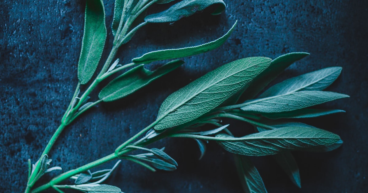 Sage: Wisdom in the Garden