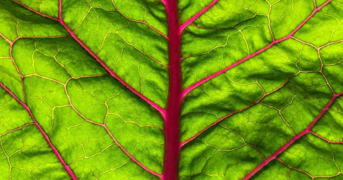Silverbeet: The Tough Cookie of the Veggie Patch