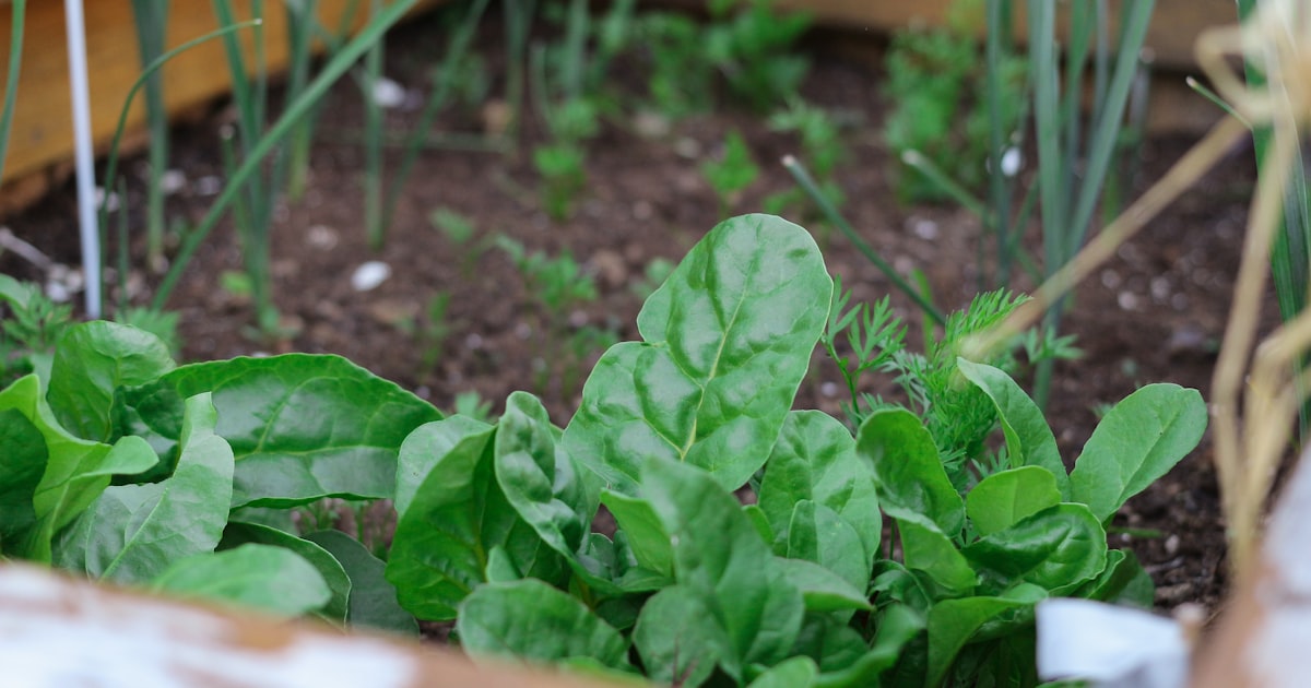 Spinach: Cool Season Goodness for Every Garden