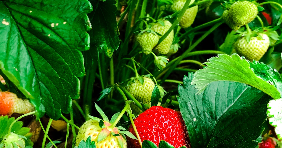 Strawberry: Sweet Rewards for Patient Gardeners