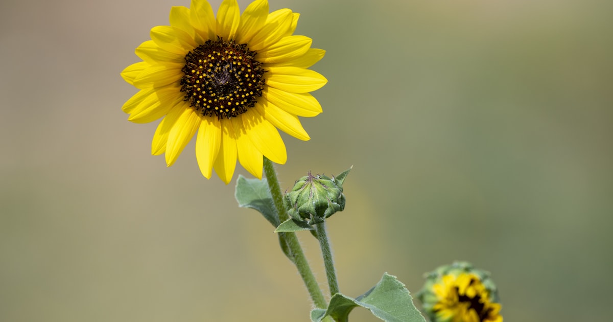 Sunflower: Growing Joy (and Seeds) in Your Garden