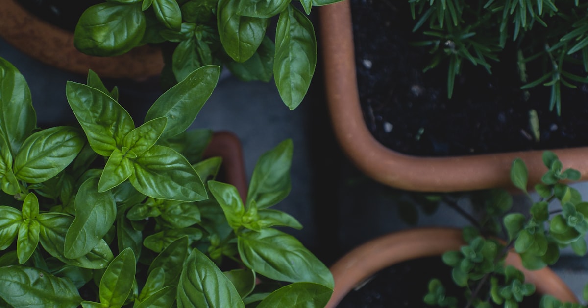 Thyme: Tiny Leaves, Big Impact