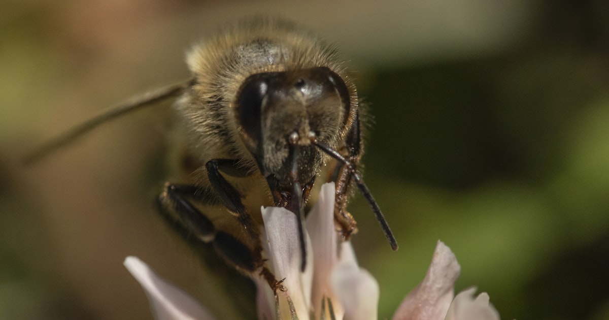 Integrated Pest Management: A Holistic Approach