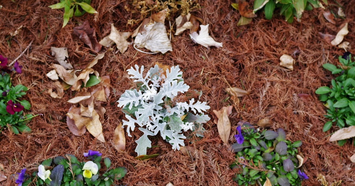 Mulch Matters: Your Garden's Best Friend