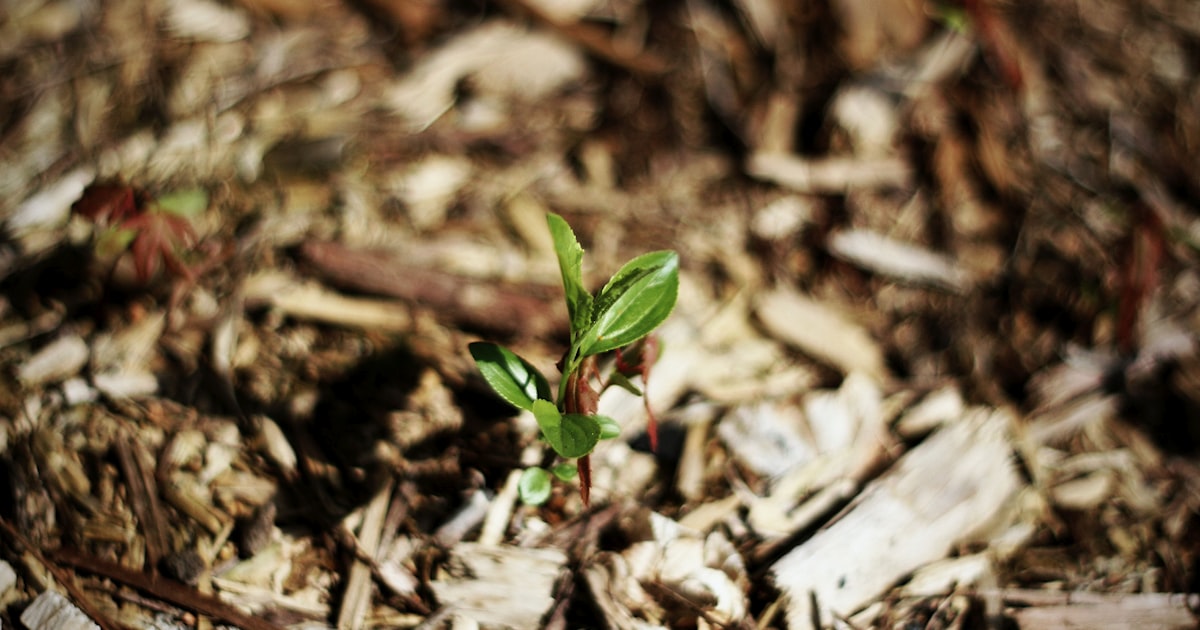 10 Essential Native Plants Every Australian Garden Needs - Discover the best Australian native plants for your garden. These drought-tolerant, wildlife-friendl