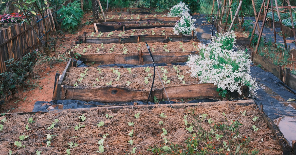 No Dig Gardening: The Lazy Gardener's Secret Weapon