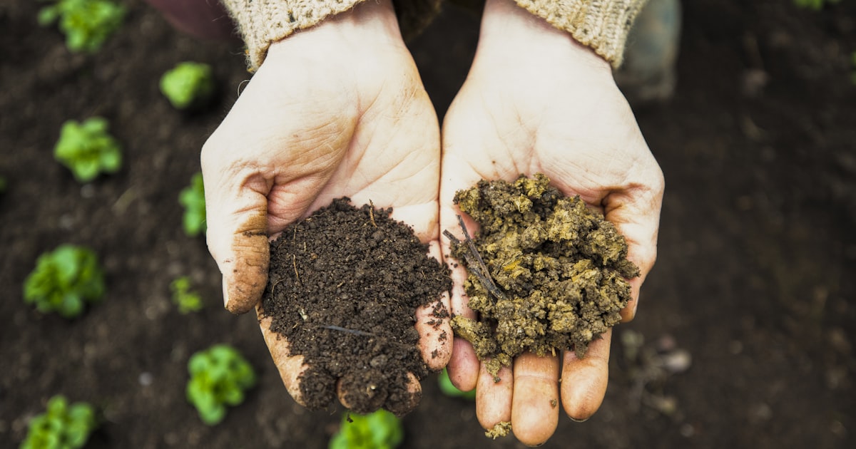 Feeding Your Garden: An Organic Fertiliser Guide